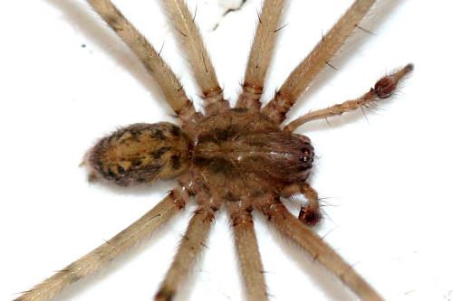 Tegenaria parietina