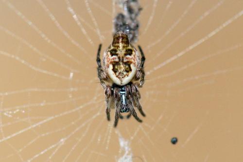 Cyclosa sp.