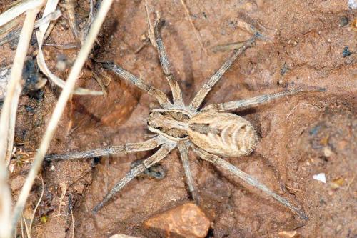 Lycosa tarantula
