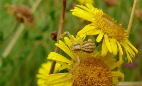 Réf. 61 876 : Runcinia grammica