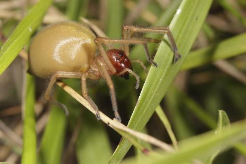 Réf. 61 368 : Cheiracanthium punctorium