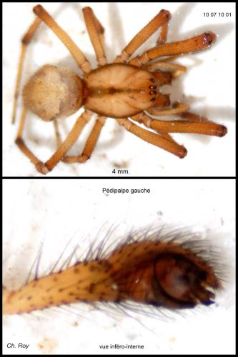 Enoplognatha mordax