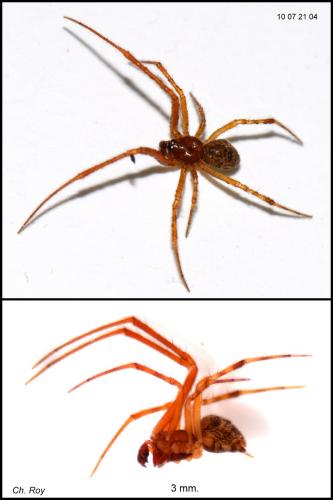 Parasteatoda tepidariorum