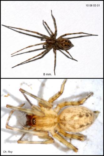 Tegenaria parietina
