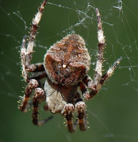 Araneus angulatus