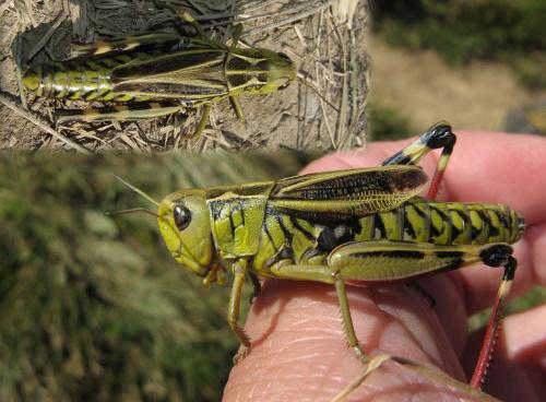 Arcyptera fusca