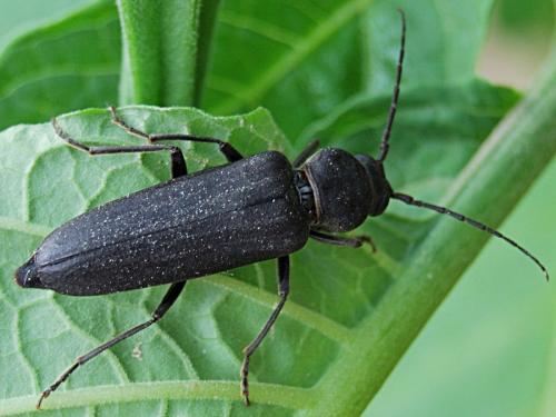Arhopalus ferus