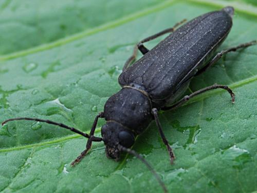 Arhopalus ferus