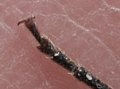 Arhopalus ferus