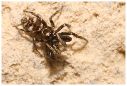 Salticus scenicus