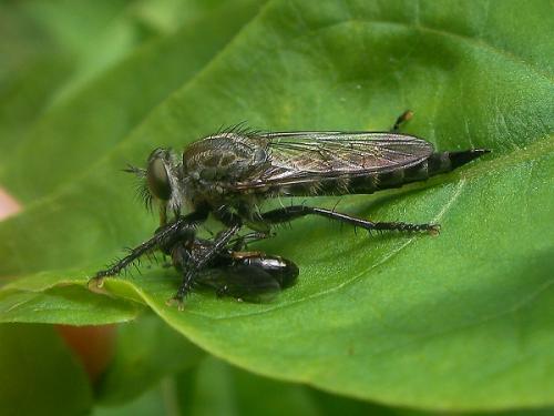 Réf. 61 121 : Tolmerus sp.