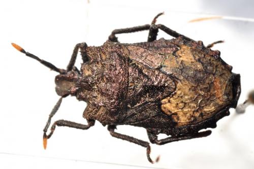Megymenum mekongum