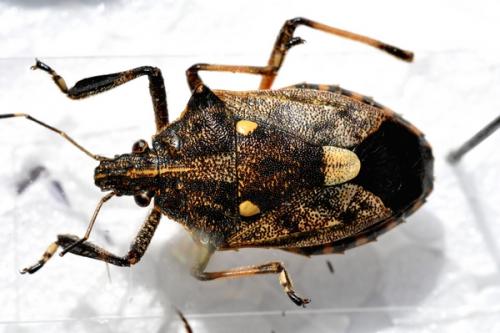 Dalpada oculata