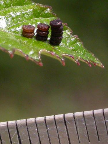 Ceraleptus gracilicornis