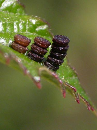 Ceraleptus gracilicornis
