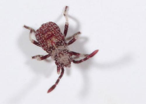 Ceraleptus gracilicornis