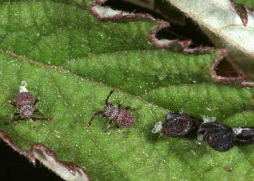 Réf. 61 073 : Ceraleptus gracilicornis