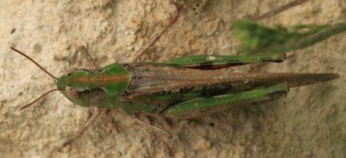 Aiolopus sp.