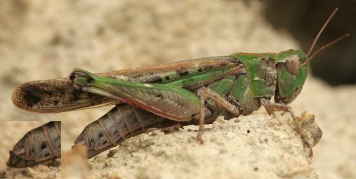 Aiolopus sp.