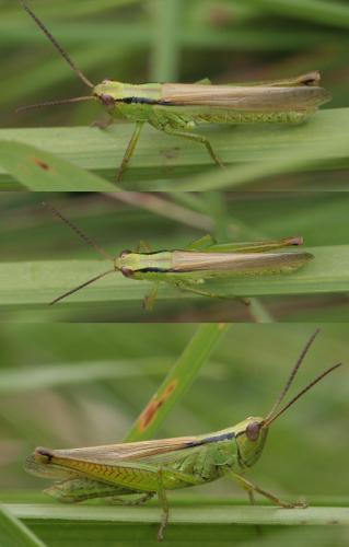 Réf. 61 864 : Mecostethus parapleurus parapleurus