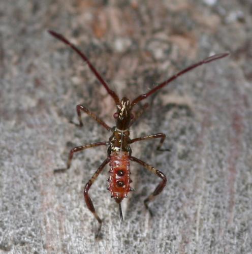 Leptoglossus occidentalis