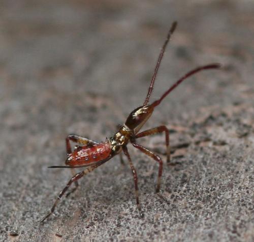 Réf. 61 971 : Leptoglossus occidentalis