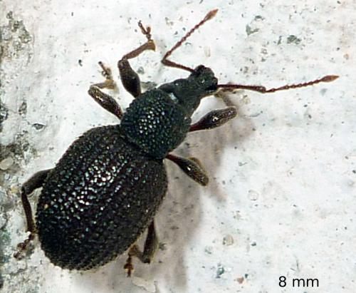 Otiorhynchus rugosostriatus