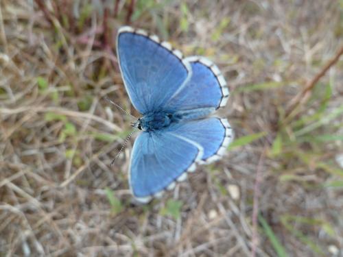 Polyommatus bellargus