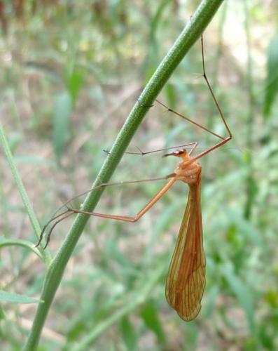 Réf. 61 605 : Bittacus italicus