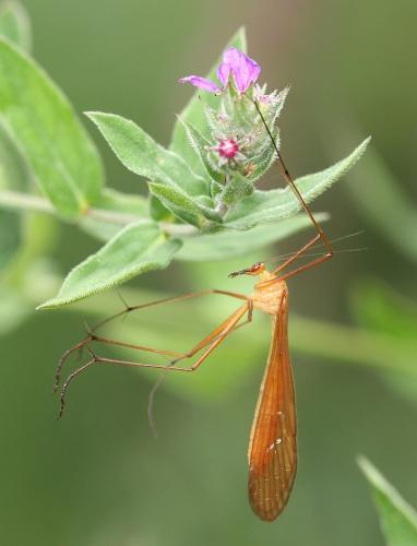 Réf. 61 555 : Bittacus italicus