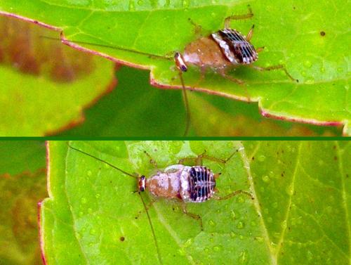 Planuncus vinzi