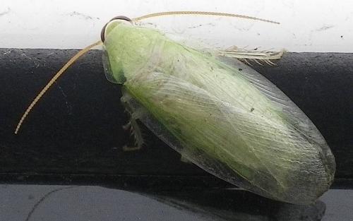 Réf. 61 542 : Panchlora sp.