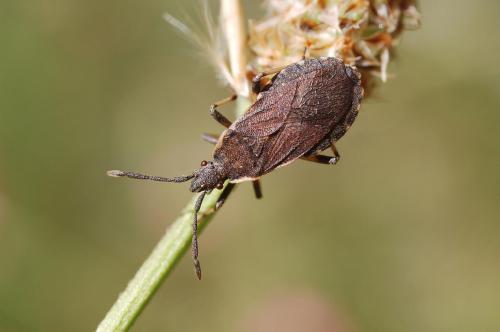 Réf. 61 060 : Nemocoris fallenii