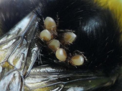 Parasitellus fucorum