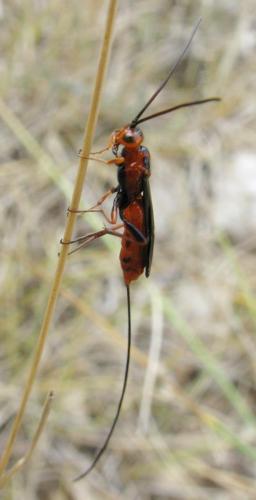 Réf. 61 515 : Glyptomorpha sp.