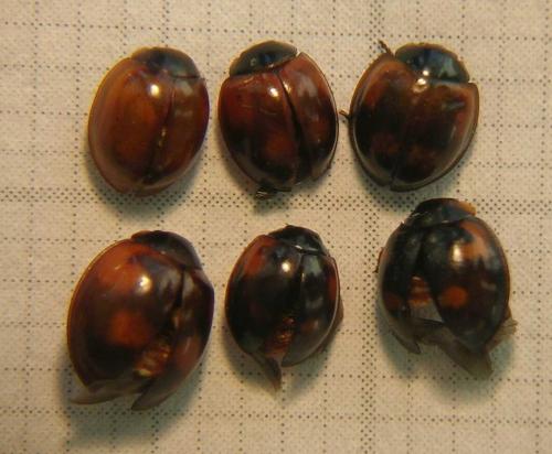 Exochomus quadripustulatus