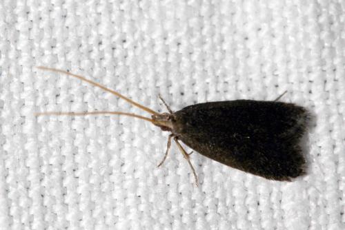 Lecithocera nigrana