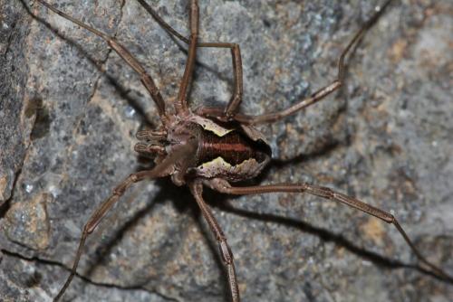 Réf. 61 640 : Mitopus morio