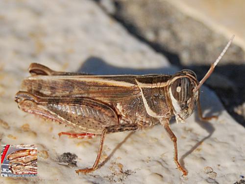 Calliptamus barbarus barbarus