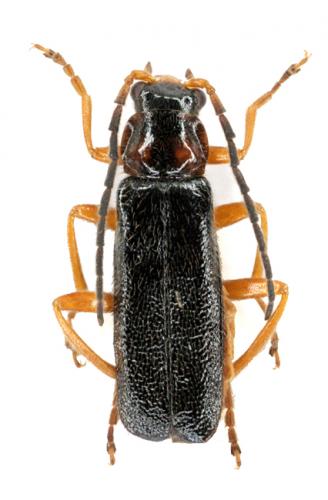 Cantharis flavilabris