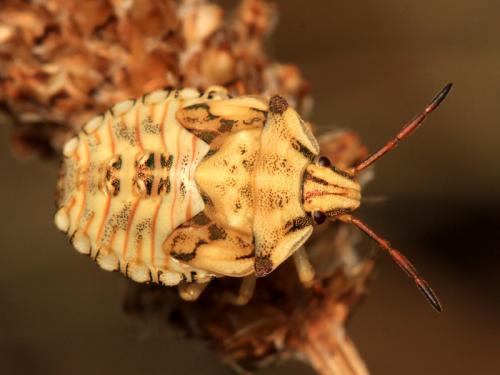 Carpocoris mediterraneus atlanticus