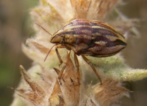 Odontotarsus purpureolineatus