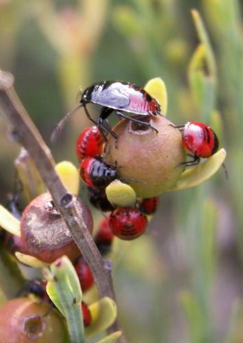 Canthophorus melanopterus