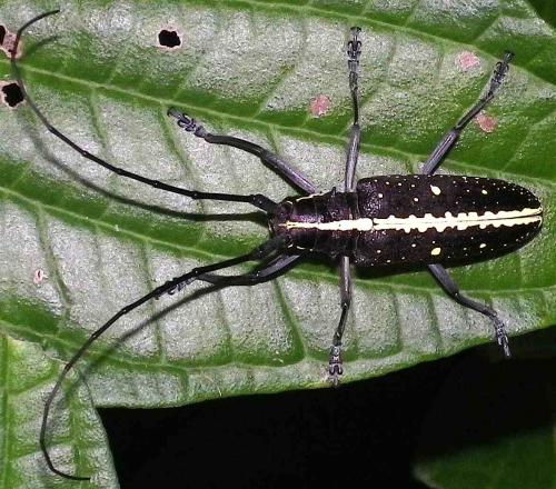 Réf. 61 531 : Taeniotes amazonum