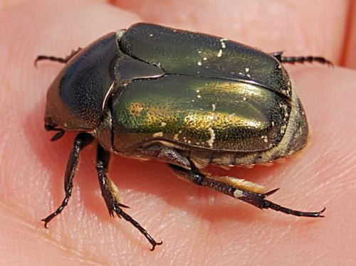 Réf. 61 048 : Potosia cuprea