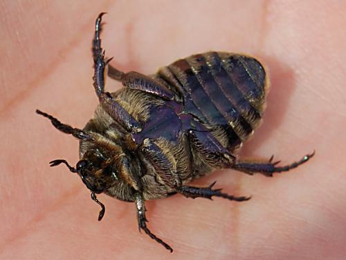 Réf. 61 094 : Potosia cuprea