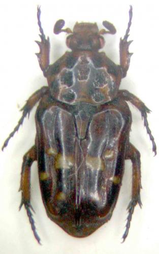 Uloptera sculptilis