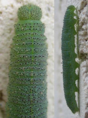 Pieris rapae