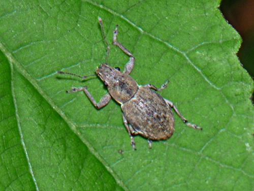 Naupactus cervinus