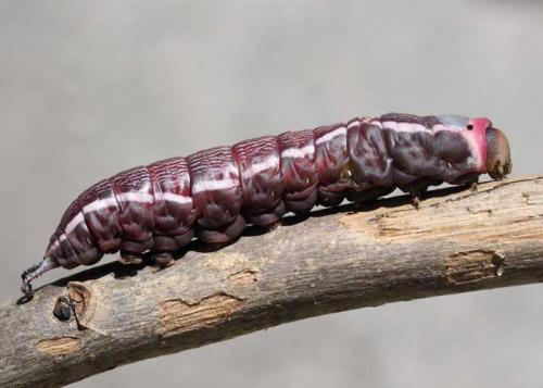 Réf. 61 375 : Cerura sp.